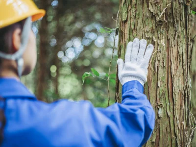 B.Sc. in Forestry